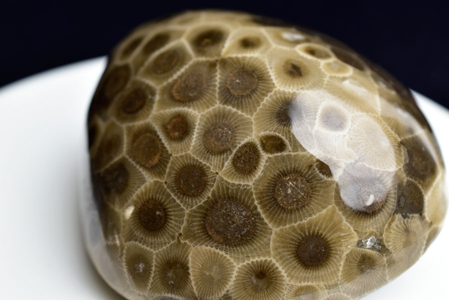 ペトスキーストーン フォッシルコーラル タンブル (約292.5g) 現物画像 アメリカ ミシガン州産 ペトスキー 珊瑚の化石 握り石 オバマ ポリッシュ 裸石 天然石 ペトスキーストーン フォッシルコーラル タンブル 現物画像